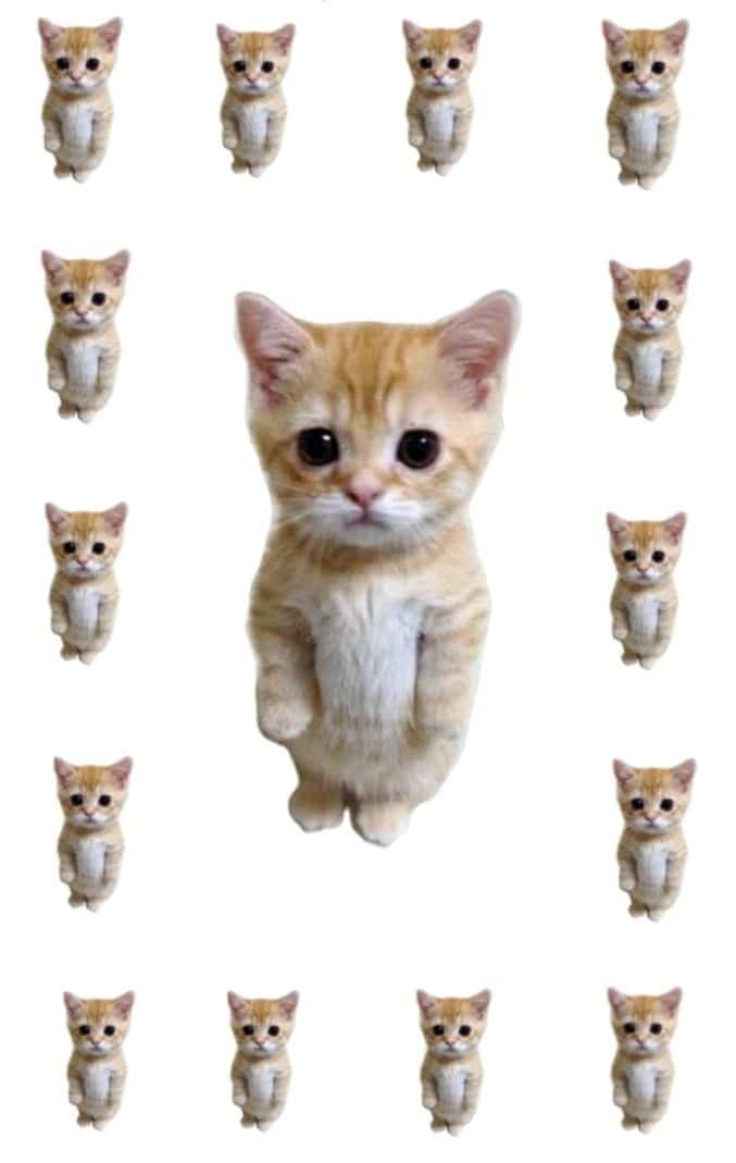 Bottons Memes de Gatos - Cat meme - Gatinhos